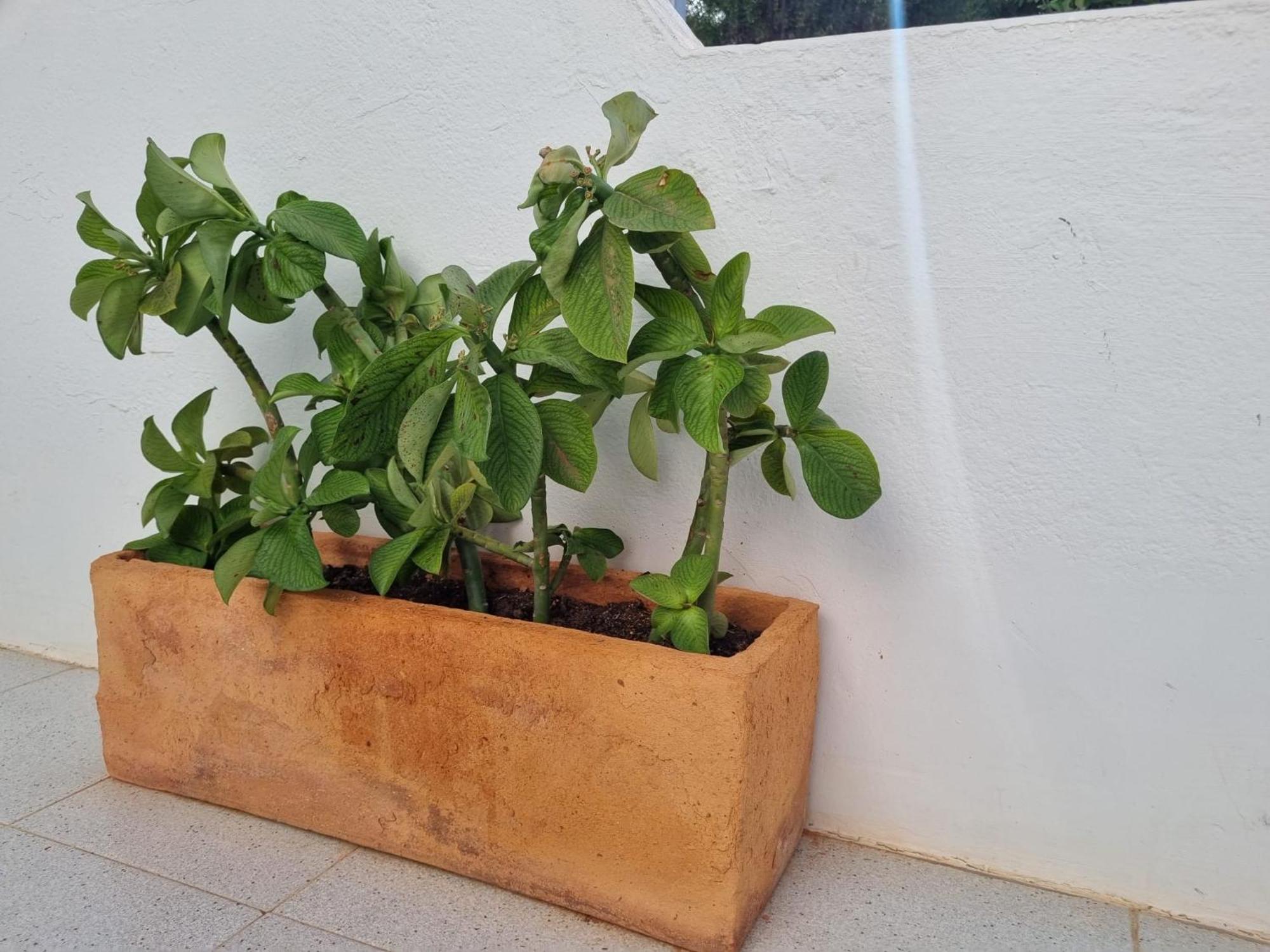La Casa De Las Palomitas Коралео Екстериор снимка